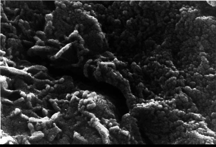 Mars Life? - Microscopic Tubular Structures
